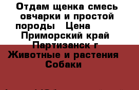 Отдам щенка смесь овчарки и простой породы › Цена ­ 100 - Приморский край, Партизанск г. Животные и растения » Собаки   